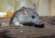 a rat sitting on a piece of wood