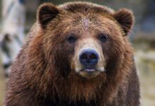 shallow focus photo of brown grizzly bear