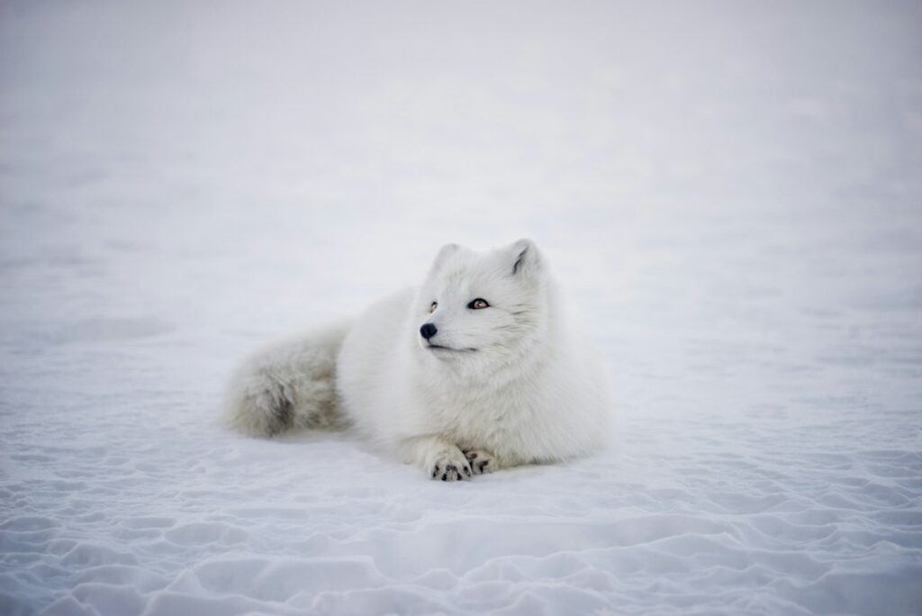 Polarni liška - NeposlušnéTlapky short-coated white wolf laying on white surface