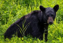 black bear on green grass during daytime