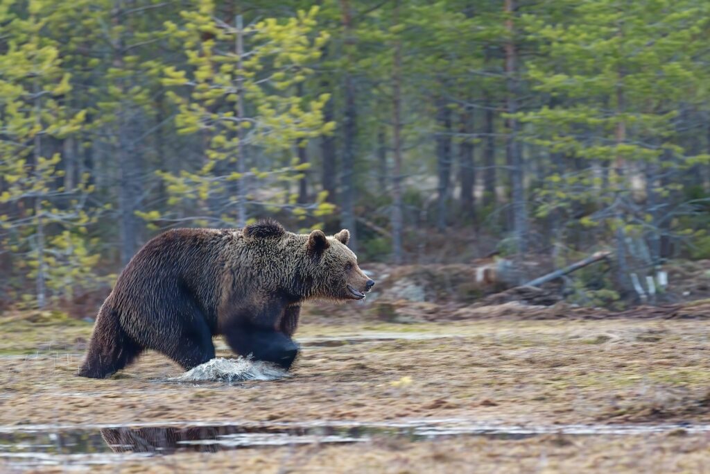Photo by Hans Veth - NeposlušnéTlapky brown bear on green grass field during daytime