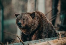 brown bear on brown wooden log during daytime
