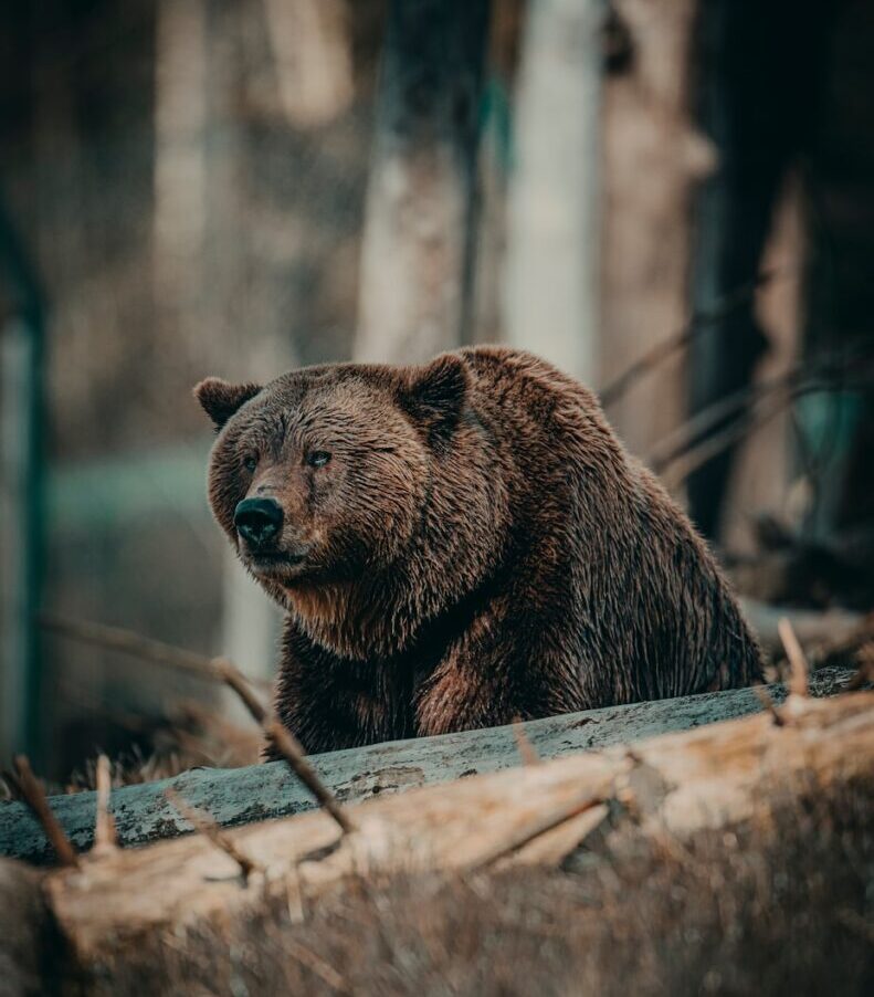 brown bear on brown wooden log during daytime