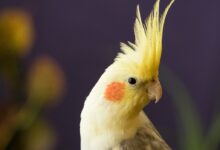 selective focus photography of yellow cockatiel