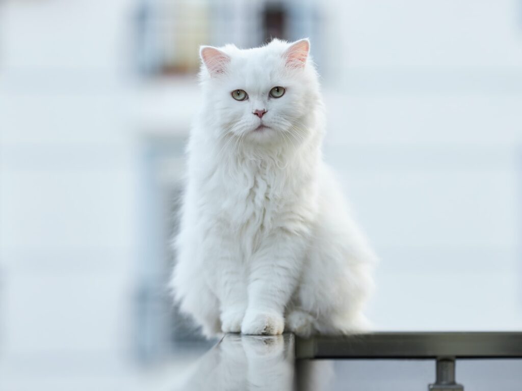 - NeposlušnéTlapky white cat on black wooden table