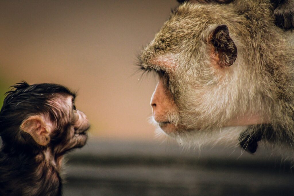 Opičky - NeposlušnéTlapky brown monkey