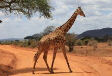 giraffe standing on brown sand during daytime