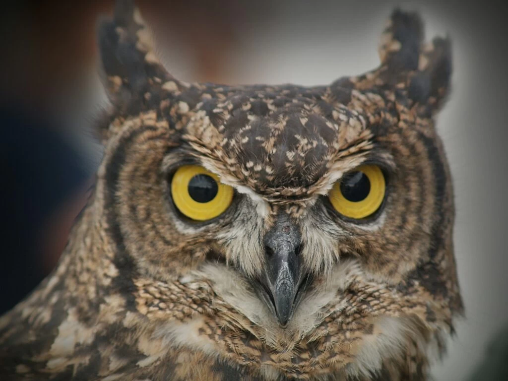 Sova - NeposlušnéTlapky brown and white owl in close up photography