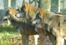 brown wolf on brown soil