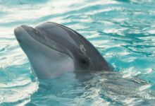 dolphin in body of water