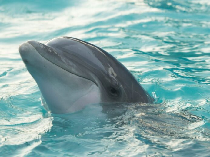 dolphin in body of water