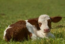 a brown and white cow laying in the grass