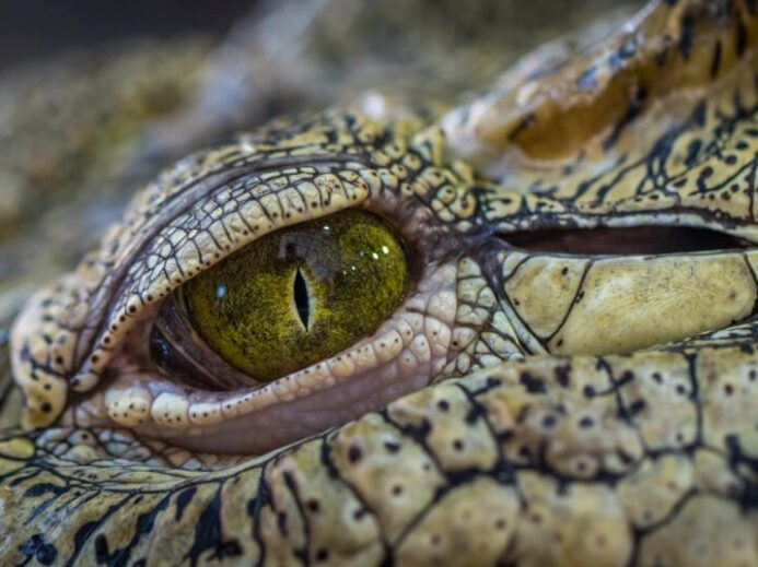 selective focus photography of crocodile eye
