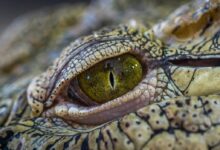 selective focus photography of crocodile eye
