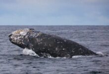 Gray Whale