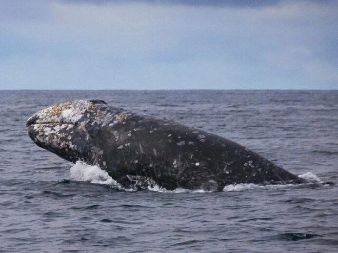 Gray Whale