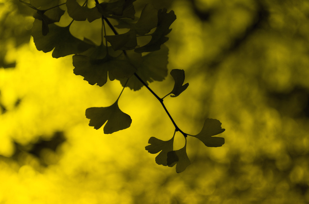 Ginkgo tree in the Odori Park (Night Shot) - NeposlušnéTlapky