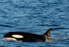 A Killer Whale in the Sea