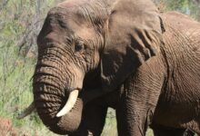 Photography of Brown Elephant