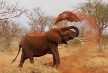 elephant, animal, zoo