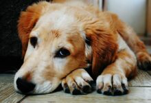 Tan and White Short Coat Dog Laying Down in a Brown Wooden Floor