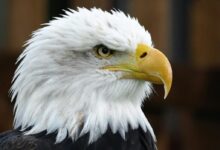 Closeup Photo of Bald Eagle
