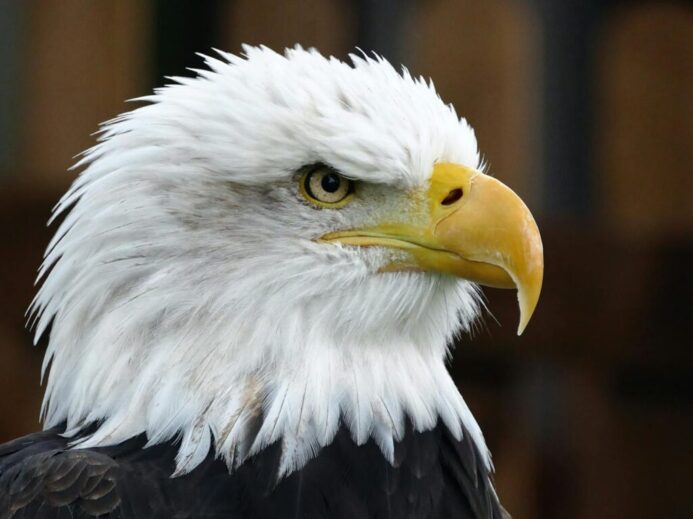 Closeup Photo of Bald Eagle