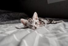 Kitten Lying on the Bed