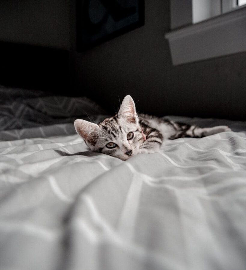 Kitten Lying on the Bed