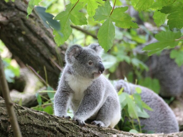 koala, cute, tree