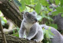 koala, cute, tree