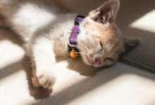 Orange Cat Sleeping on the Grey Surface