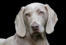 dog, weimaraner, pet