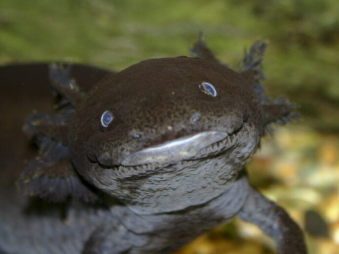 zdroj
