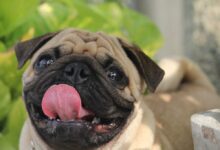 pug, tongue, pet