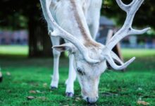 Photo of Deer Eating Grass