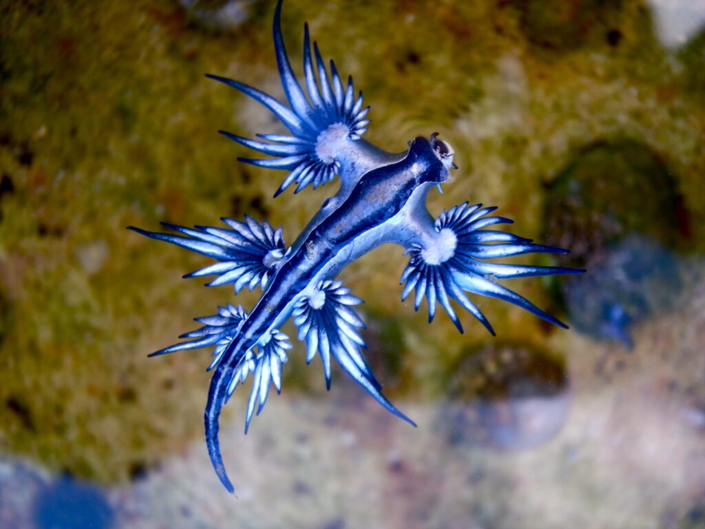 File:Blue dragon-glaucus atlanticus (8599051974).jpg - NeposlušnéTlapky