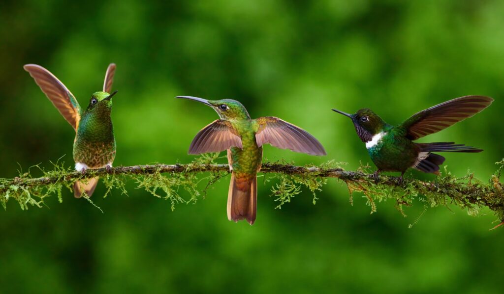Photo by Zdeněk Macháček - NeposlušnéTlapky a group of birds sitting on top of a tree branch