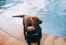 Curious brown dog standing on poolside on summer day
