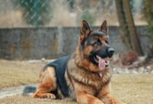 Adult German Shepherd Lying on Ground
