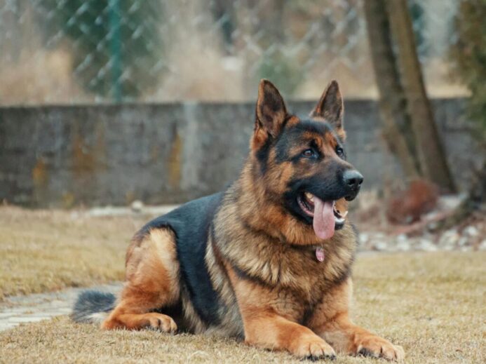 Adult German Shepherd Lying on Ground