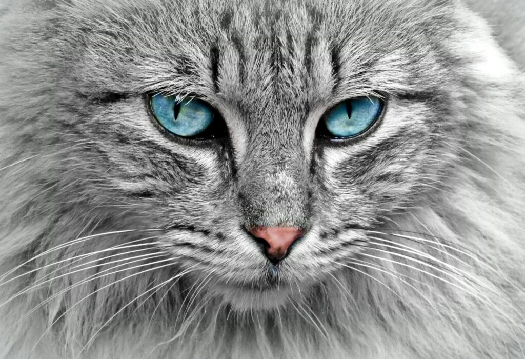 Photo by Pixabay - NeposlušnéTlapky Gray Cat
