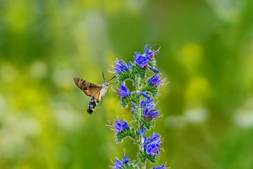 Photo by Schwoaze - NeposlušnéTlapky nature, insect, butterfly