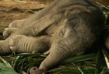 Photo of Baby Elephant Sleeping on the Ground