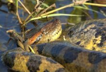 anaconda, snake, reptile
