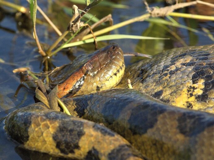 anaconda, snake, reptile