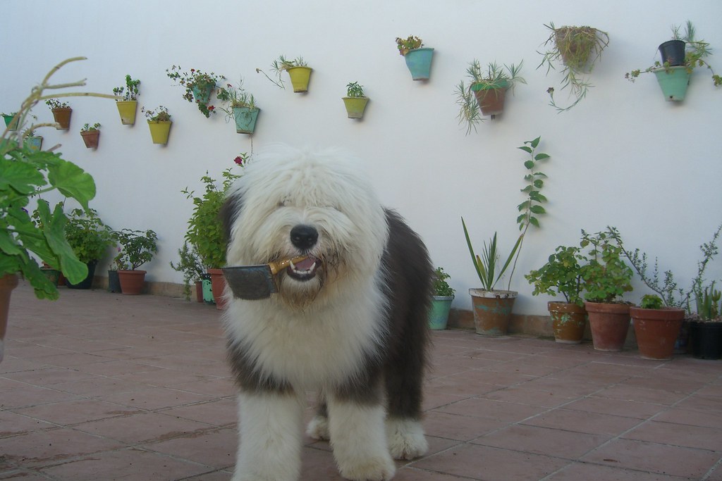Bobtail - NeposlušnéTlapky