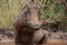 brown rhinoceros on brown field during daytime