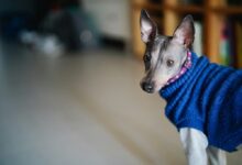 a dog wearing a blue sweater standing on a wooden floor