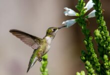 brown and white humming bird flying